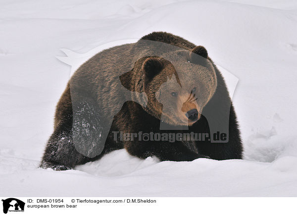Europischer Braunbr / european brown bear / DMS-01954