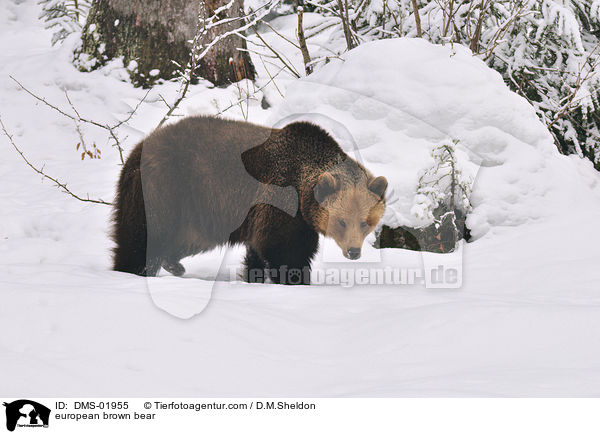 Europischer Braunbr / european brown bear / DMS-01955