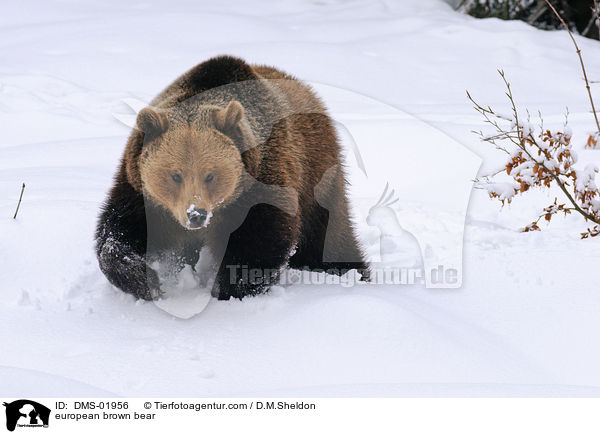 Europischer Braunbr / european brown bear / DMS-01956