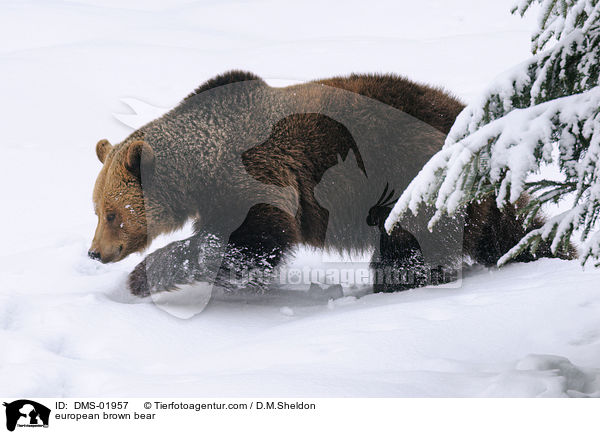 Europischer Braunbr / european brown bear / DMS-01957
