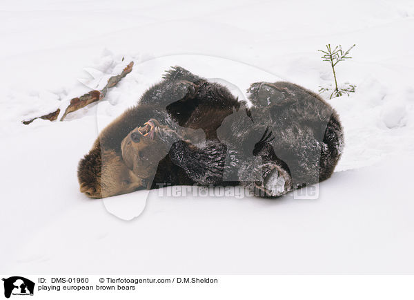 playing european brown bears / DMS-01960