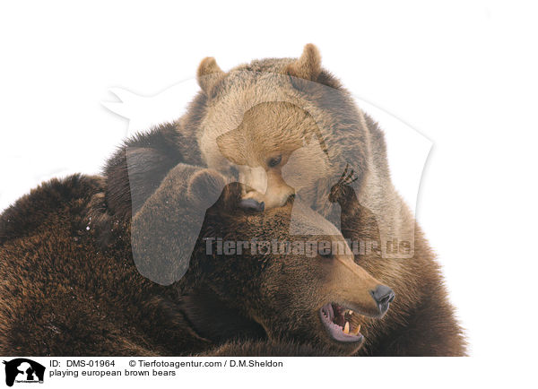 spielende Europische Braunbren / playing european brown bears / DMS-01964