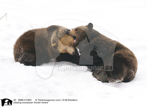 spielende Europische Braunbren / playing european brown bears / DMS-01965