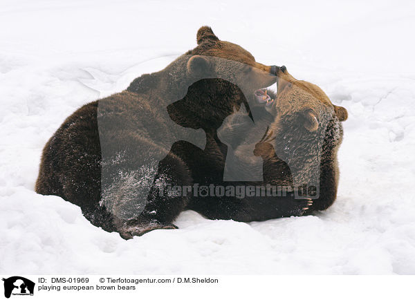 playing european brown bears / DMS-01969