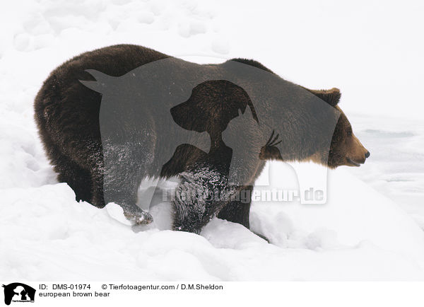 Europischer Braunbr / european brown bear / DMS-01974