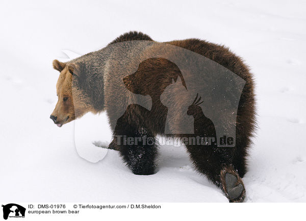 Europischer Braunbr / european brown bear / DMS-01976