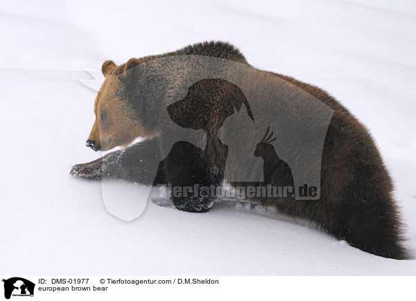Europischer Braunbr / european brown bear / DMS-01977
