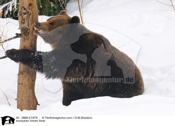 Europischer Braunbr / european brown bear / DMS-01979