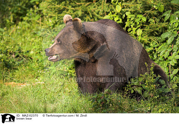 Europischer Braunbr / brown bear / MAZ-02370