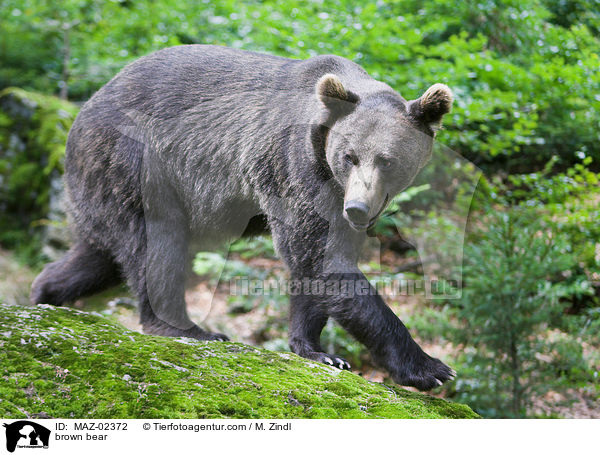 Europischer Braunbr / brown bear / MAZ-02372