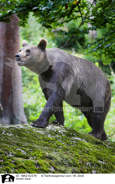 Europischer Braunbr / brown bear / MAZ-02376