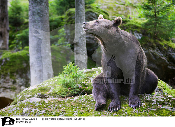 Europischer Braunbr / brown bear / MAZ-02381