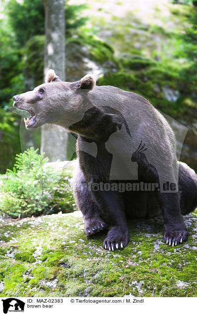 Europischer Braunbr / brown bear / MAZ-02383