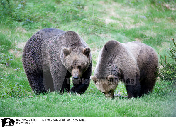 Europischer Braunbr / brown bear / MAZ-02384