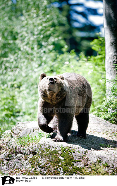 Europischer Braunbr / brown bear / MAZ-02385