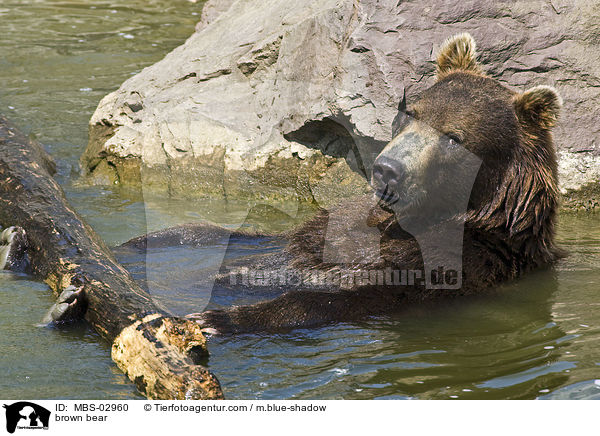 brown bear / MBS-02960