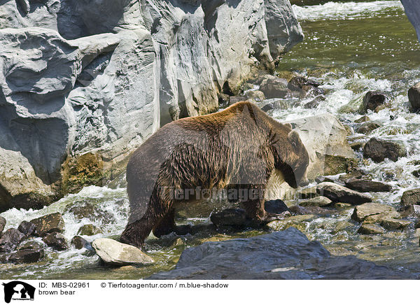 brown bear / MBS-02961