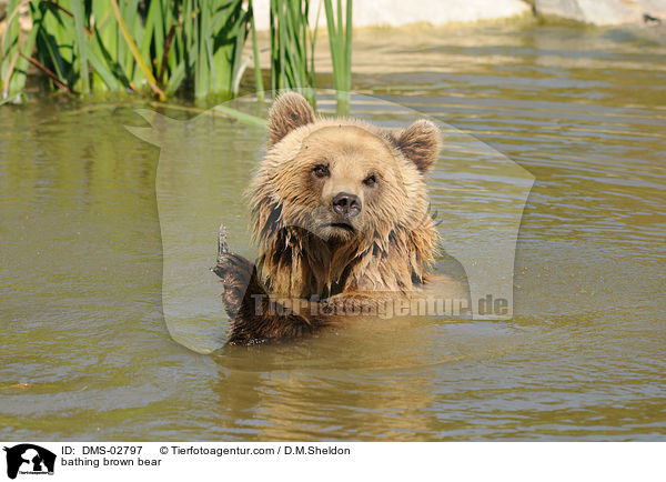 badender Europischer Braunbr / bathing brown bear / DMS-02797