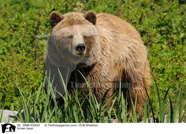 brown bear / DMS-02802