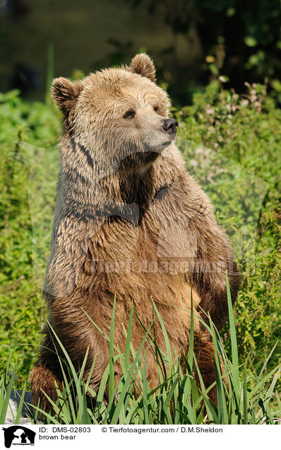 brown bear / DMS-02803