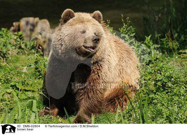 brown bear / DMS-02804