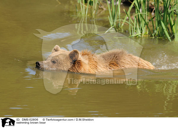 schwimmender Europischer Braunbr / swimming brown bear / DMS-02806