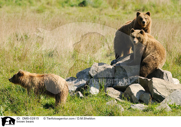 brown bears / DMS-02815
