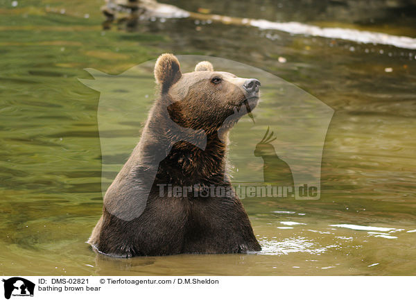 bathing brown bear / DMS-02821