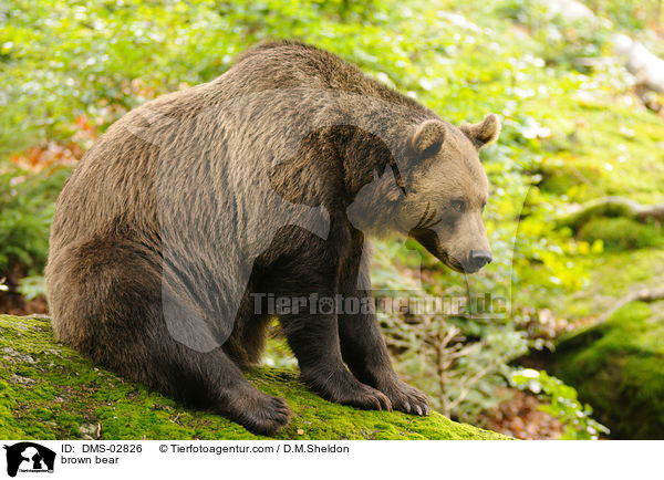 Europischer Braunbr / brown bear / DMS-02826