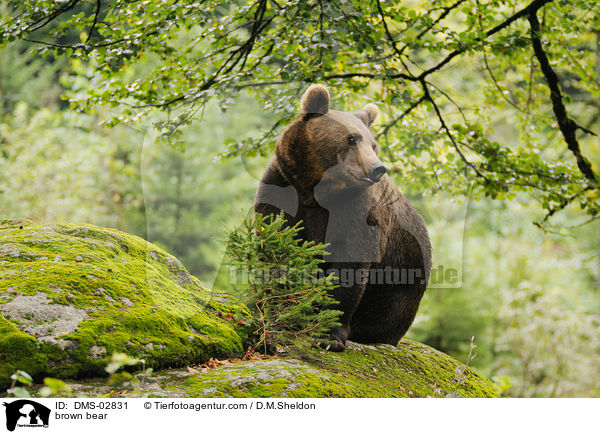 brown bear / DMS-02831