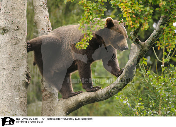 climbing brown bear / DMS-02836