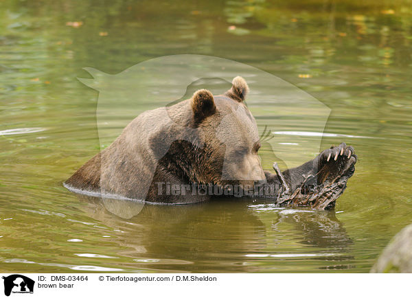 Europischer Braunbr / brown bear / DMS-03464