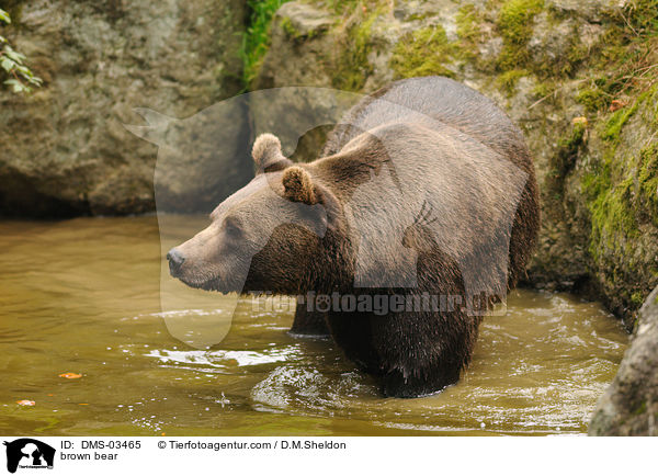 Europischer Braunbr / brown bear / DMS-03465