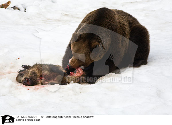 fressender Europischer Braunbr / eating brown bear / MBS-03701