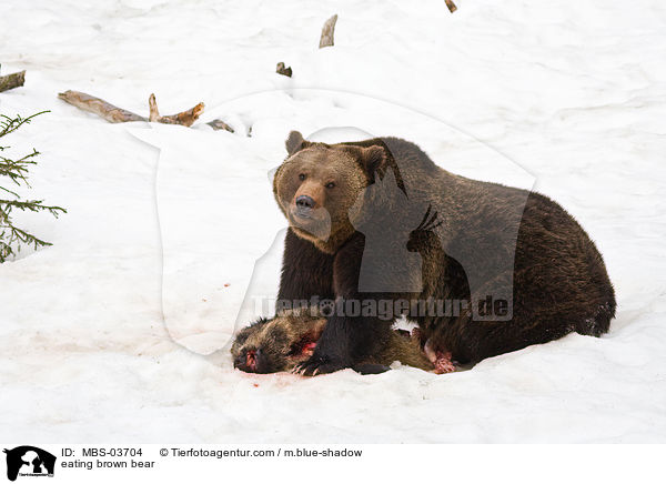 fressender Europischer Braunbr / eating brown bear / MBS-03704
