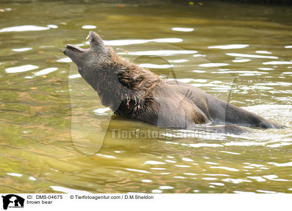 Europischer Braunbr / brown bear / DMS-04675
