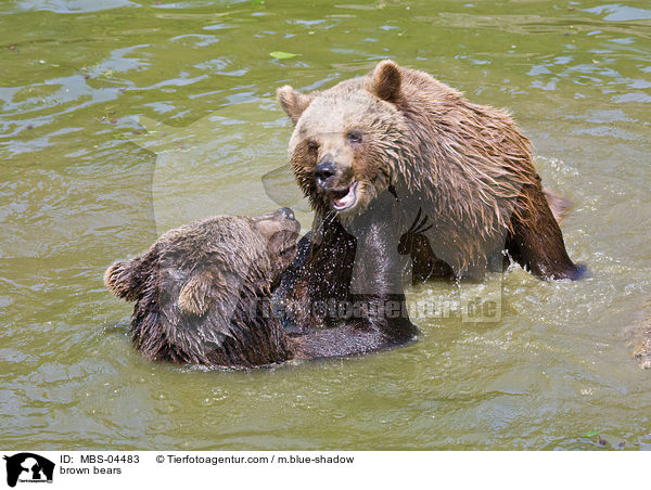 Europische Braunbren / brown bears / MBS-04483