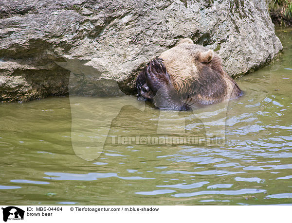 Europischer Braunbr / brown bear / MBS-04484