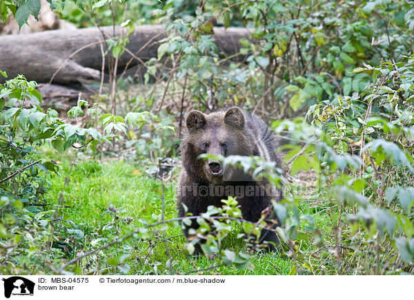 Europischer Braunbr / brown bear / MBS-04575