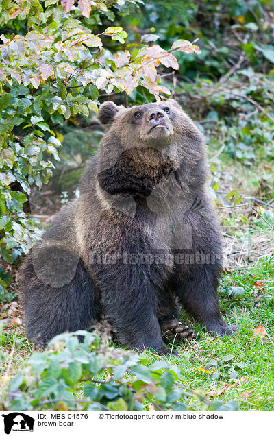 Europischer Braunbr / brown bear / MBS-04576
