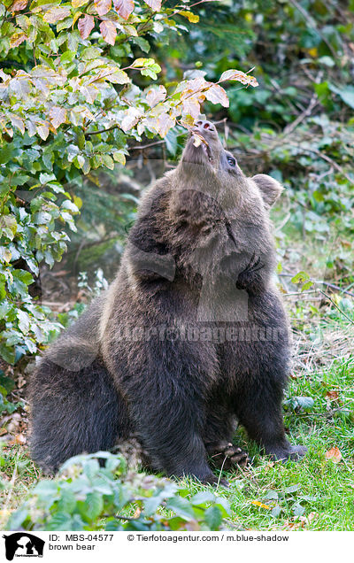 Europischer Braunbr / brown bear / MBS-04577