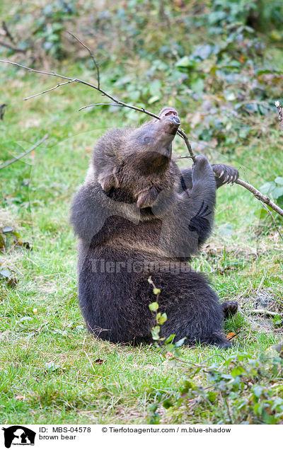 Europischer Braunbr / brown bear / MBS-04578