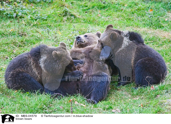 Europische Braunbren / brown bears / MBS-04579