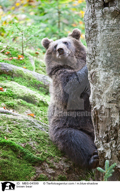 Europischer Braunbr / brown bear / MBS-04599