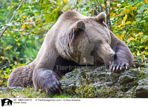 Europischer Braunbr / brown bear / MBS-04614