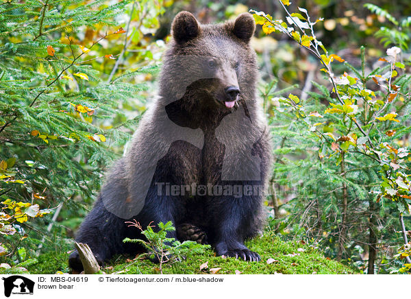 Europischer Braunbr / brown bear / MBS-04619