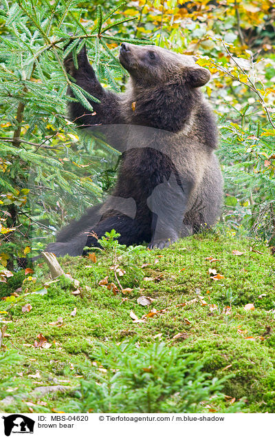 brown bear / MBS-04620