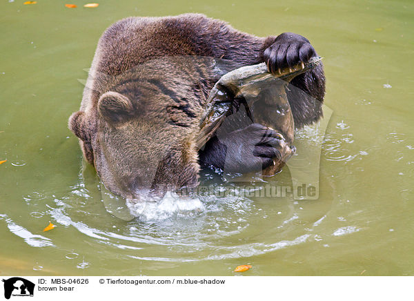 brown bear / MBS-04626