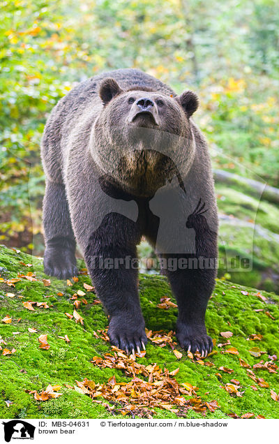 brown bear / MBS-04631