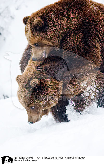 Kamtschatka bears / MBS-04703